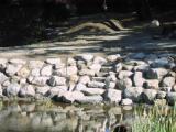 Pond lining with boulders, and stone steps to pond